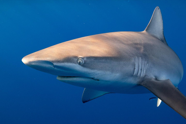 Hawaiisharkencounters North Shore Shark Adventure Galapagos Shark