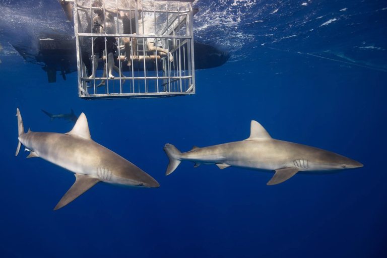 Hawaiisharkencounters North Shore Shark Adventure Galapagos Sharks