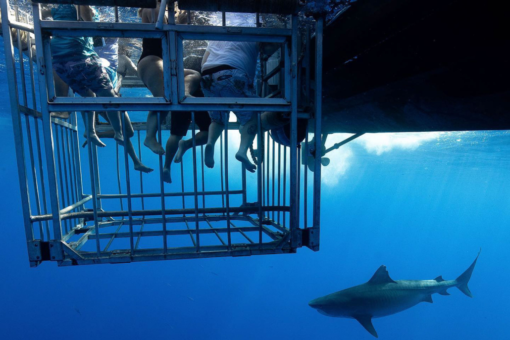 Hawaiisharkencounters North Shore Shark Adventure Guests In Cage
