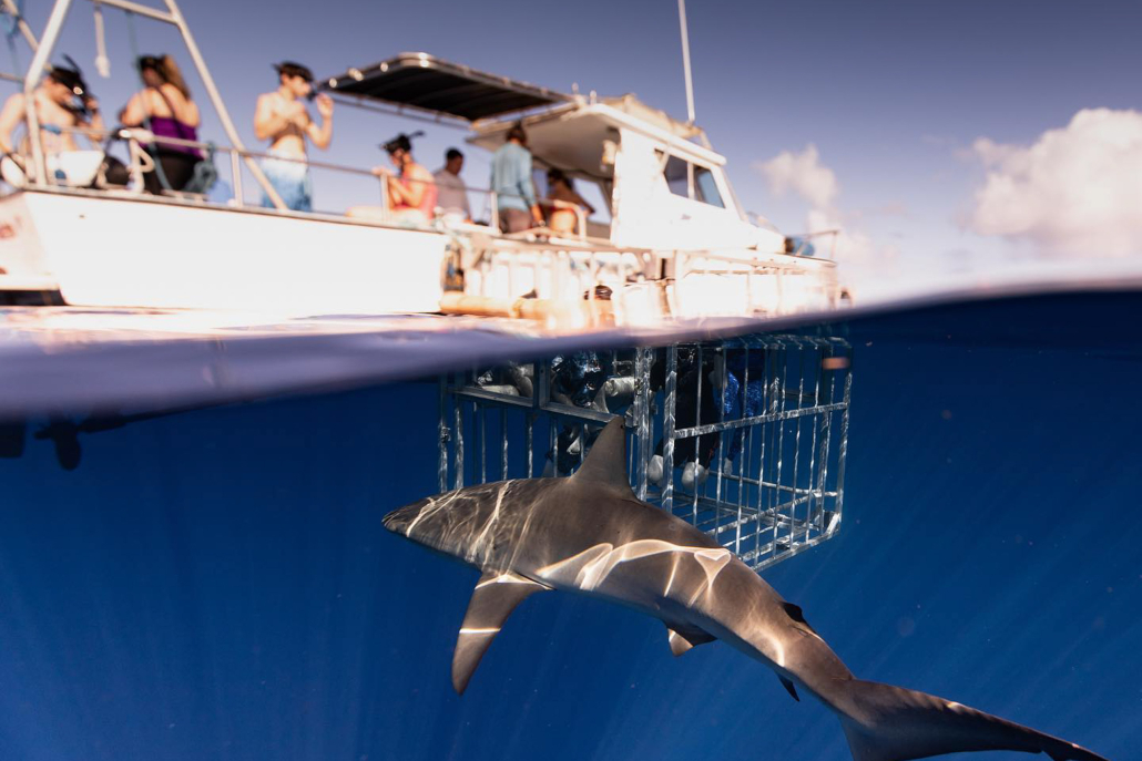 Hawaiisharkencounters North Shore Shark Adventure Guests On Boat
