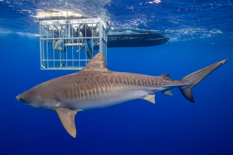 Hawaiisharkencounters North Shore Shark Adventure Tiger Sharks Predator