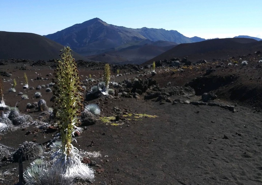 Hikemaui Hawaiian Silverswords