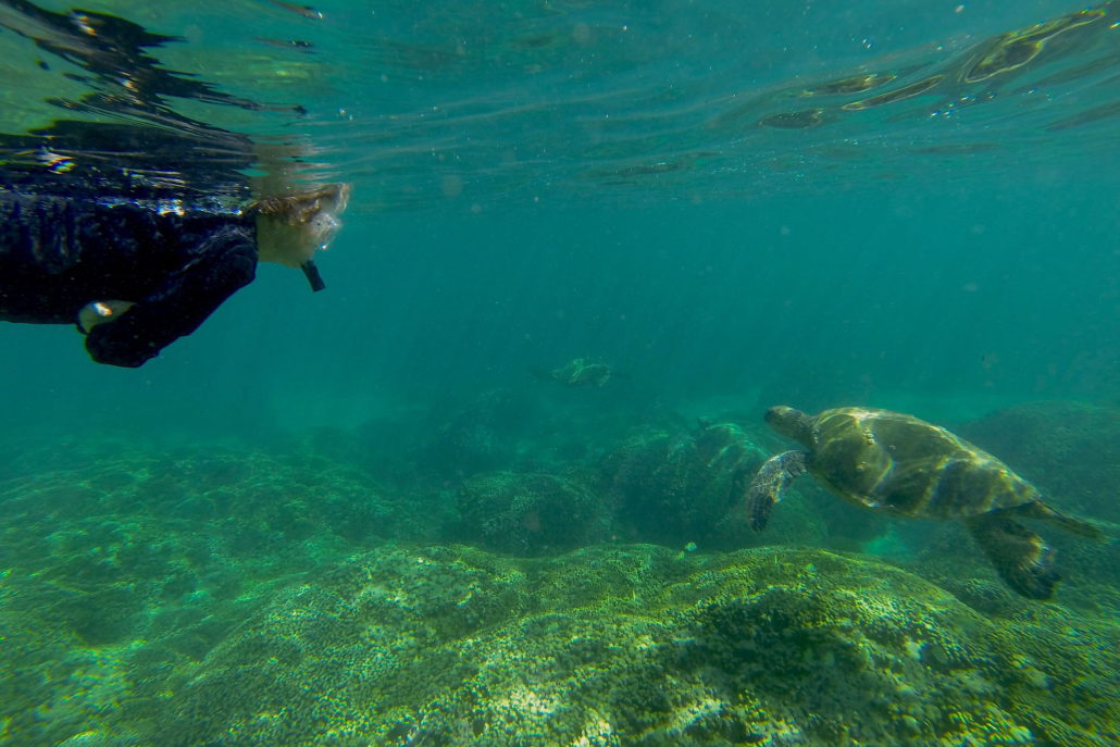 Holokaiadventures Kaneohe Bay Kayak Rentals Kaneohe Bay Snorkeling With Turtle