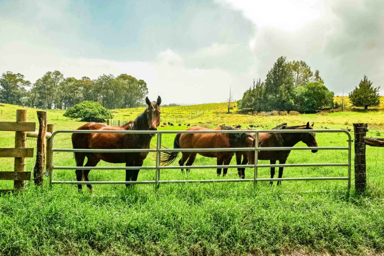 Horses In Pasture Haleakala Slopes Upcountry Maui Feature