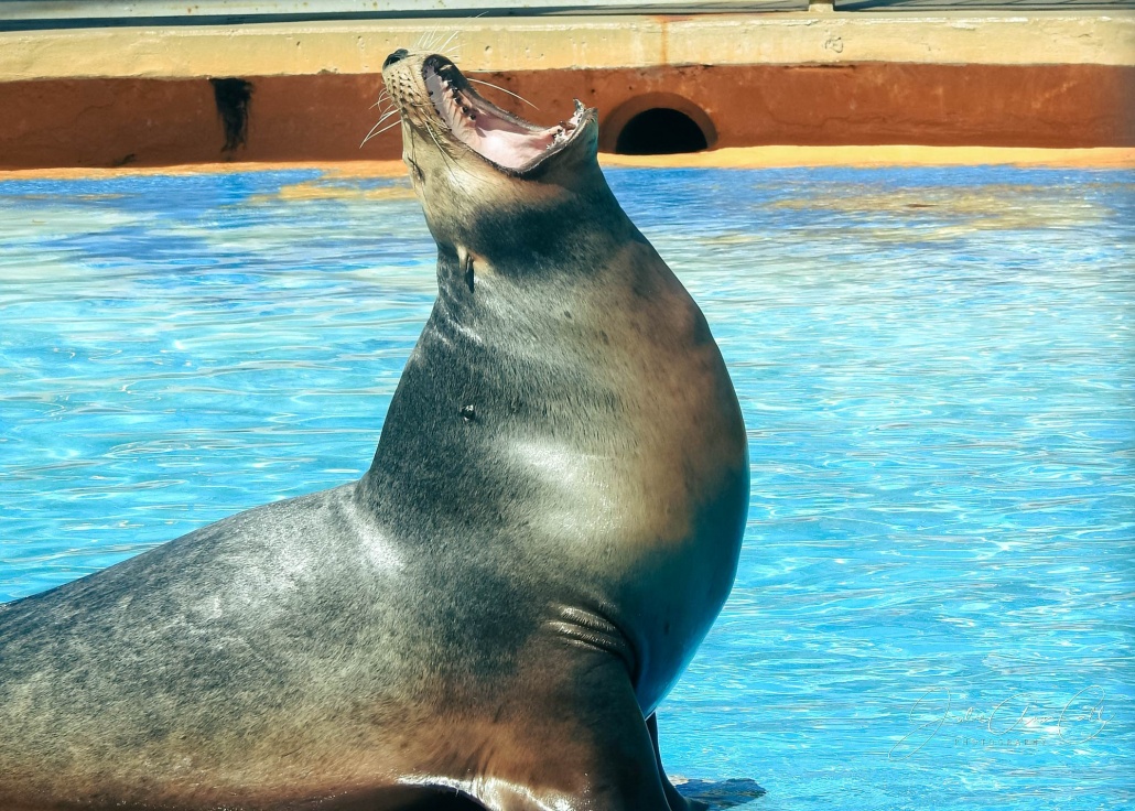 incredible experiences with californias intelligent creatures the sea lion encounter sea life park hawaii