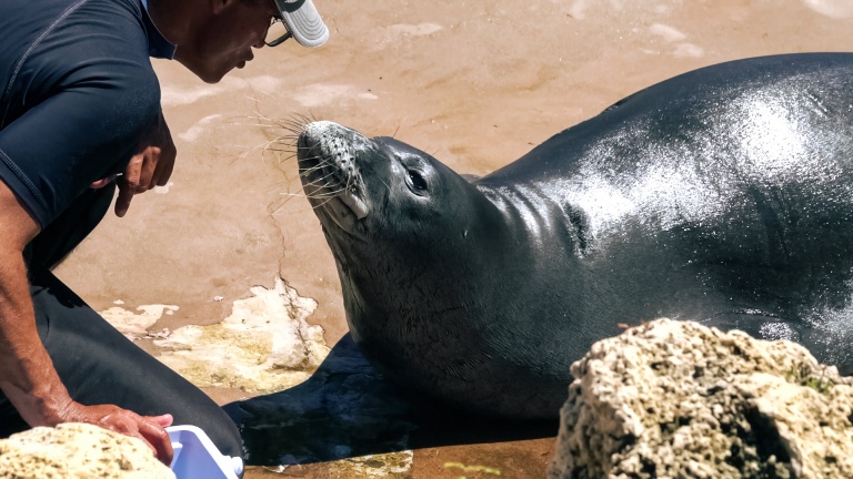 interacting with california sea lions without getting wet sea life park hawaii