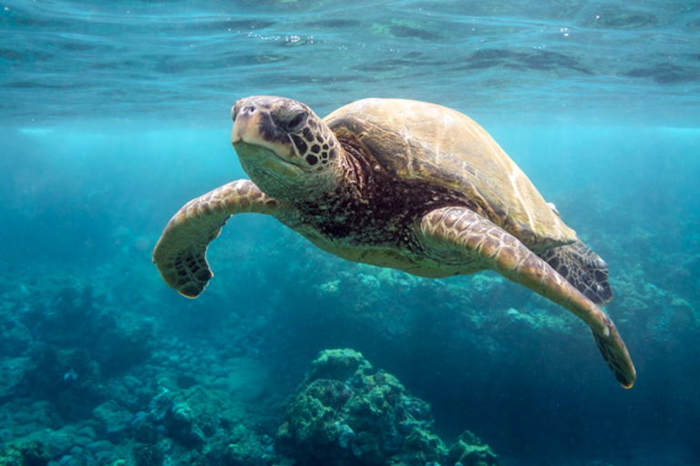 Molokini And Turtle Reef Morning Snorkel Green Sea Turtle 