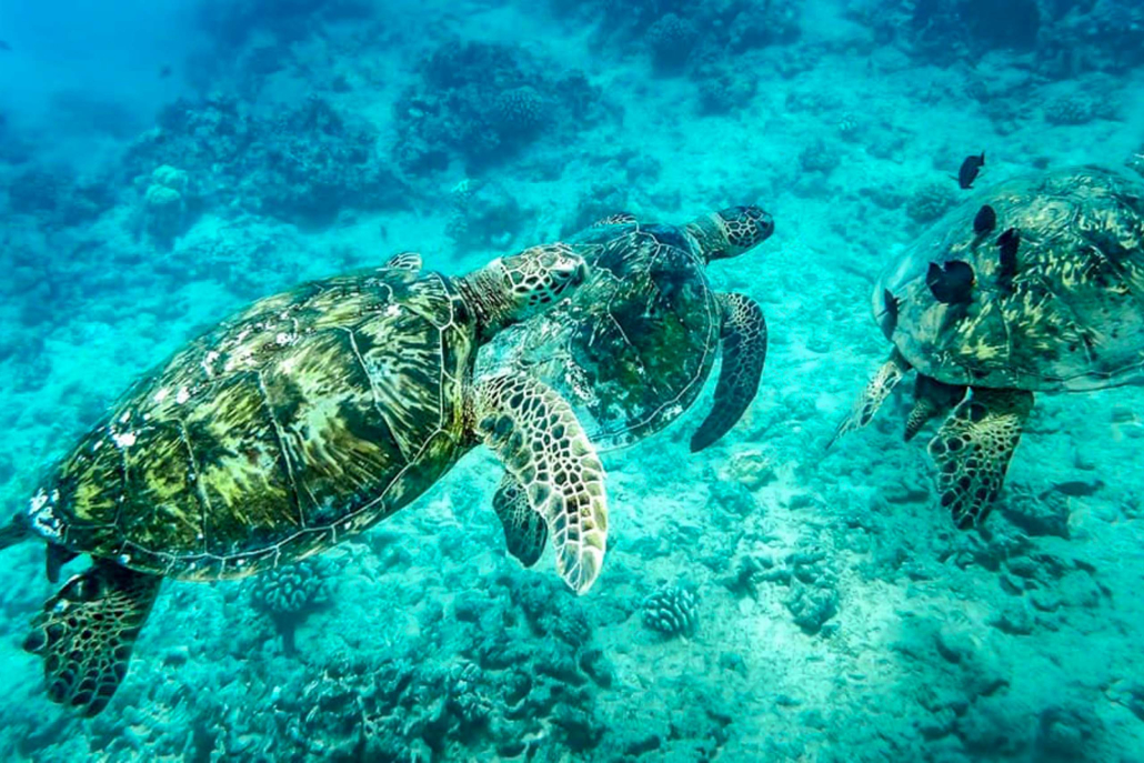 Molokini And Turtle Reef Morning Snorkel Hawaiian Green Sea Turtles Underwater