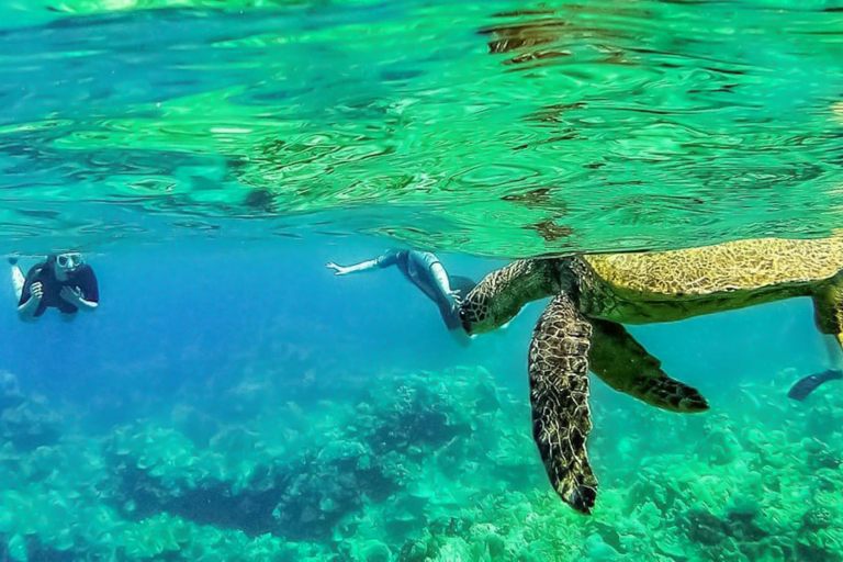 Molokini And Turtle Reef Morning Snorkel Sea Turtle And Snorkelers 