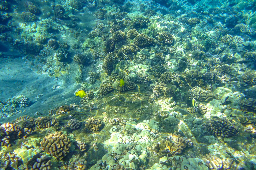 Molokini And Turtle Reef Morning Snorkel Underwater Reef Ocean Snorkel Fish Coral Hawaii