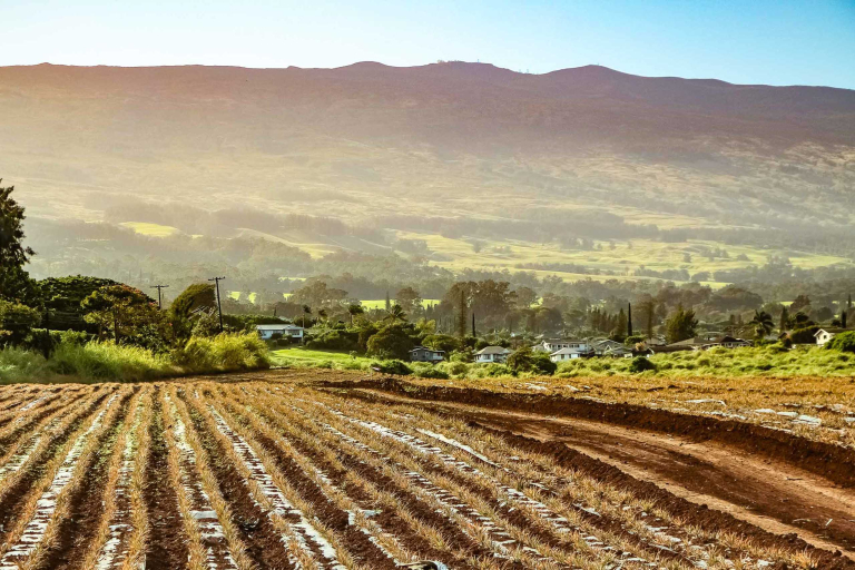 Pineapple Field Below Makawao Maui Feature