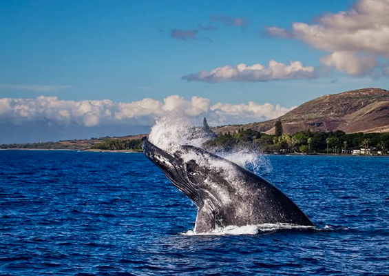 Quicksilver Island Of Lanai Snorkel Adventure Slider Whale Watch