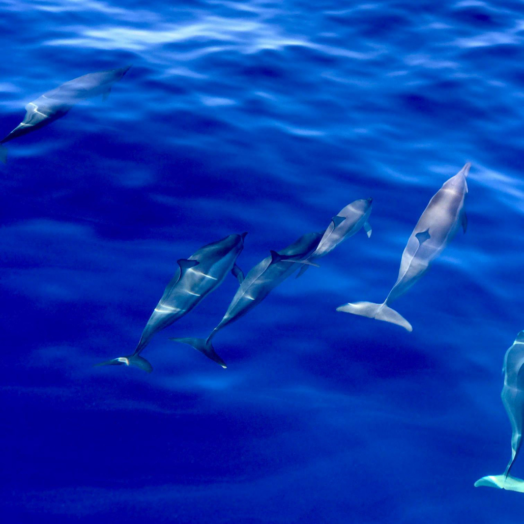 Quicksilvermaui Island Of Lanai Snorkel Adventure Dolphins Slide