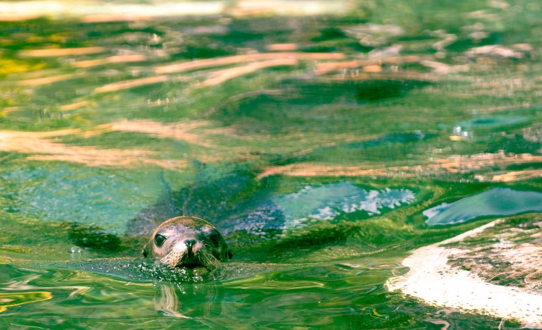 sea lion encounter experience the magic of meeting a majestic creature sea life park hawaii