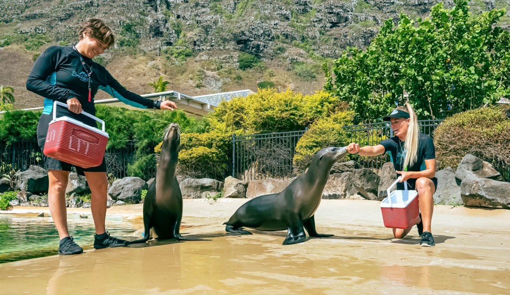 sea lion encounter meet and feed majestic animals sea life park hawaii