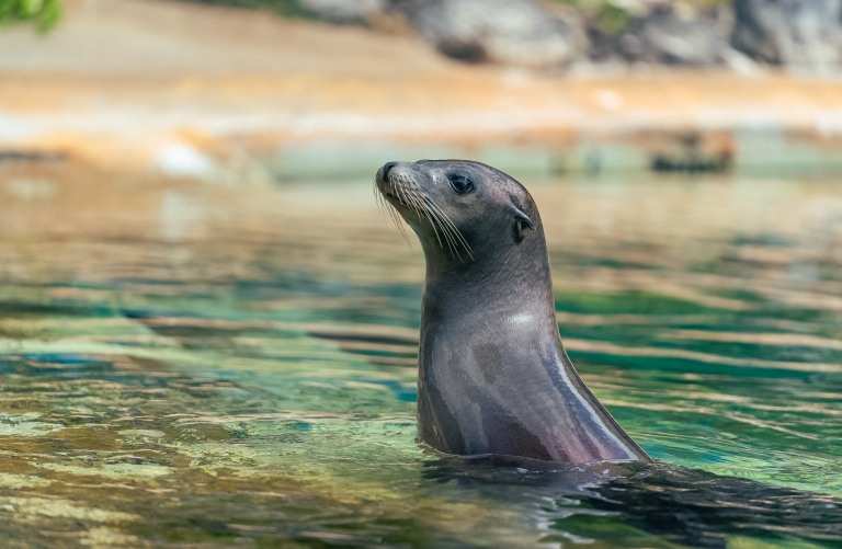 sea lion encounters feed and touch them without getting wet sea life park hawaii