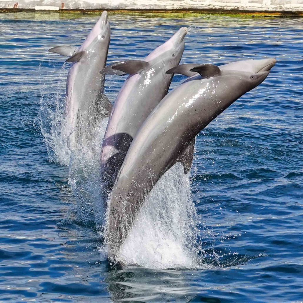Sealifeparkhawaii Dolphin