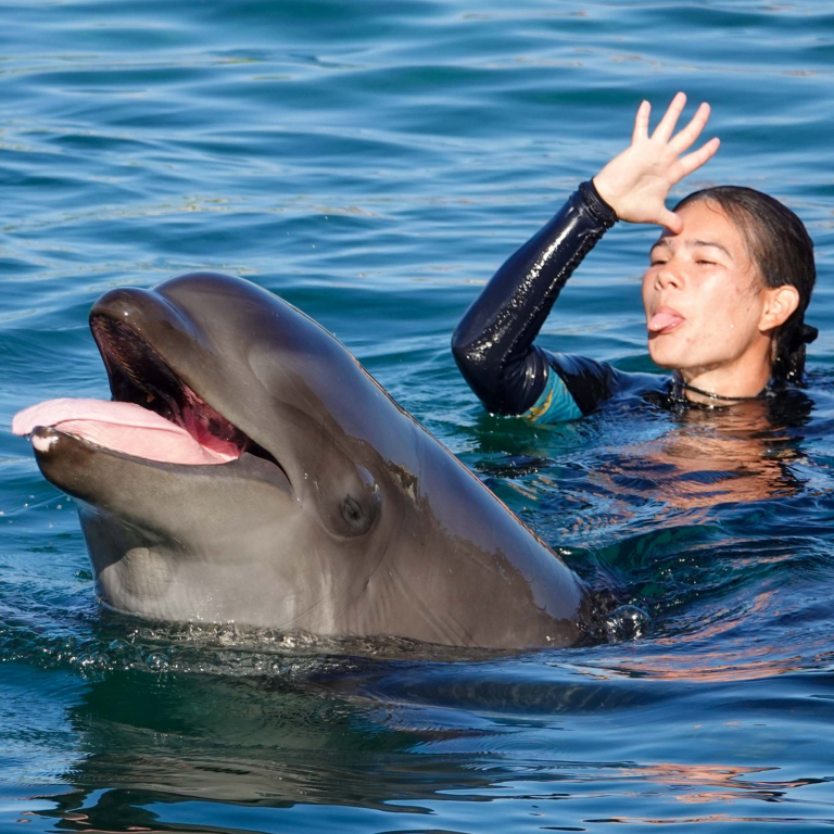Sealifeparkhawaii Dolphin And Guideline