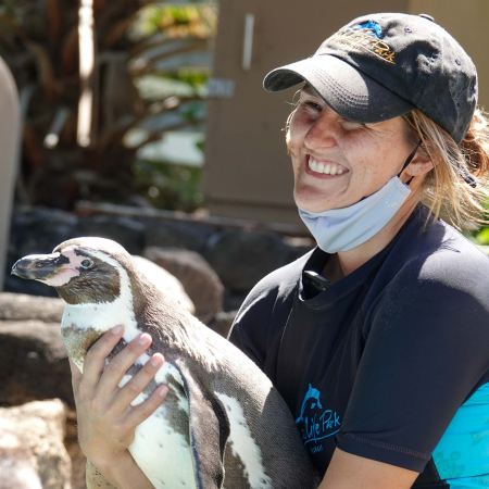 Sealifeparkhawaii Penguine