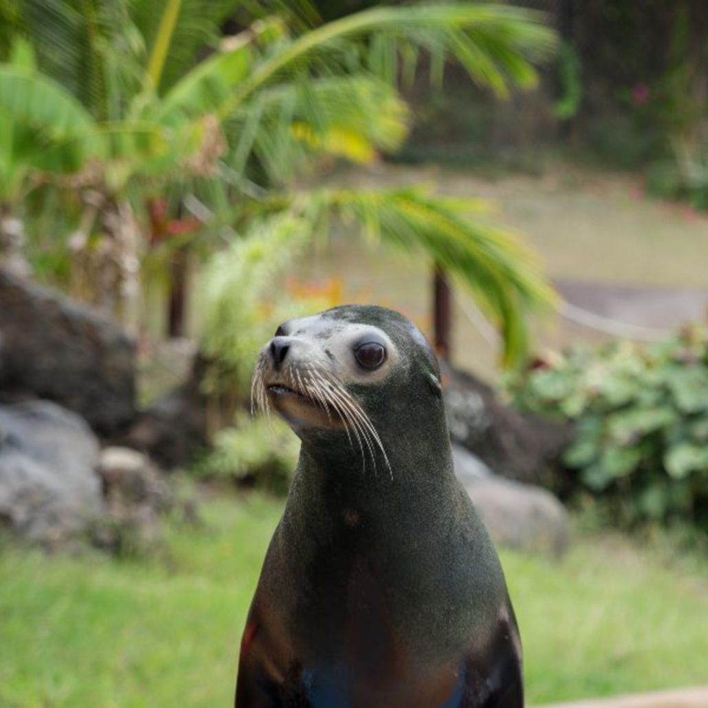 Sealifeparkhawaii Sea Lion Encounter Cute Sea Lion