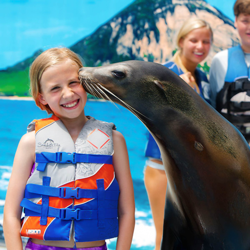 Sealifeparkhawaii Sea Lion Encounter Kissing Kid