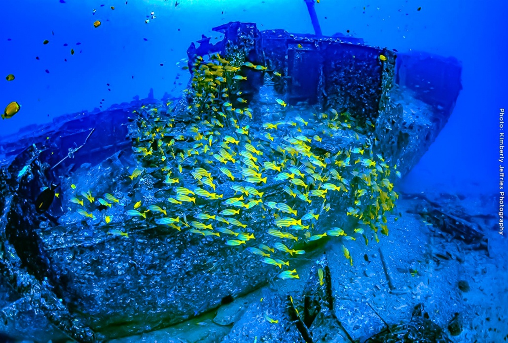 spectacular coral reefs waikiki atlantis adventures