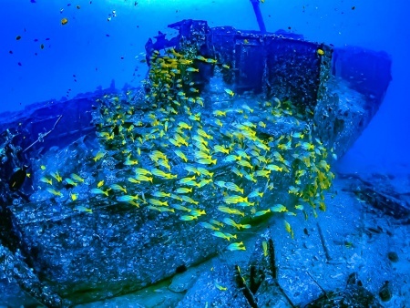 spectacular coral reefs waikiki atlantis adventures