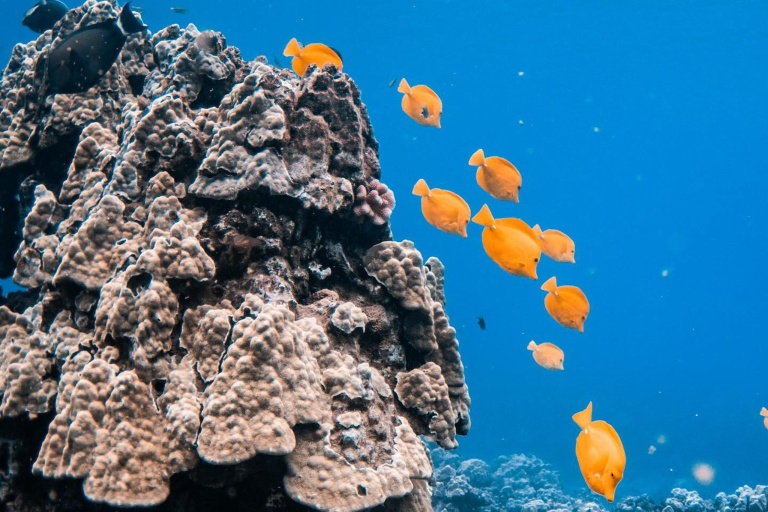 Trilogyexcursions Kaanapali Snorkel Tour Feature Explore The Reef Colorful Of Fish