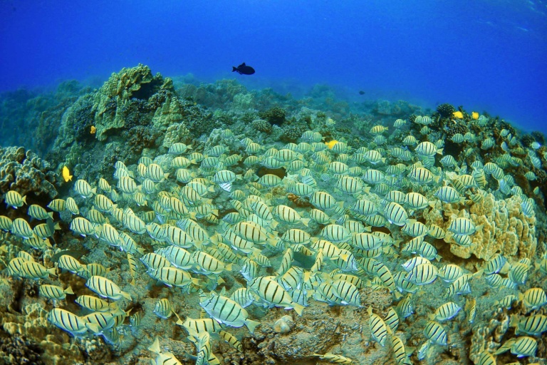 Trilogyexcursions Kaanapali Snorkel Tour Feature Explore The Reef Experience The Magic Of Ocean