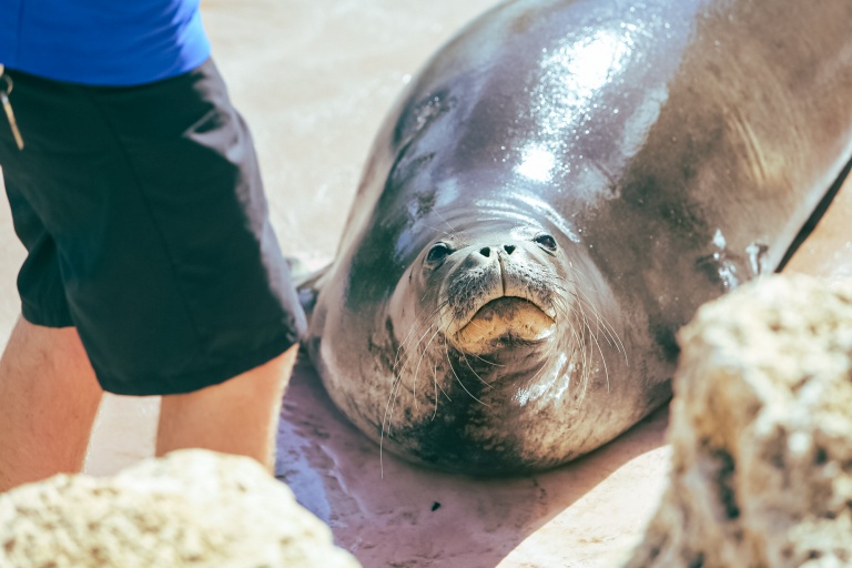 unforgettable moments with majestic animals the sea lion encounter