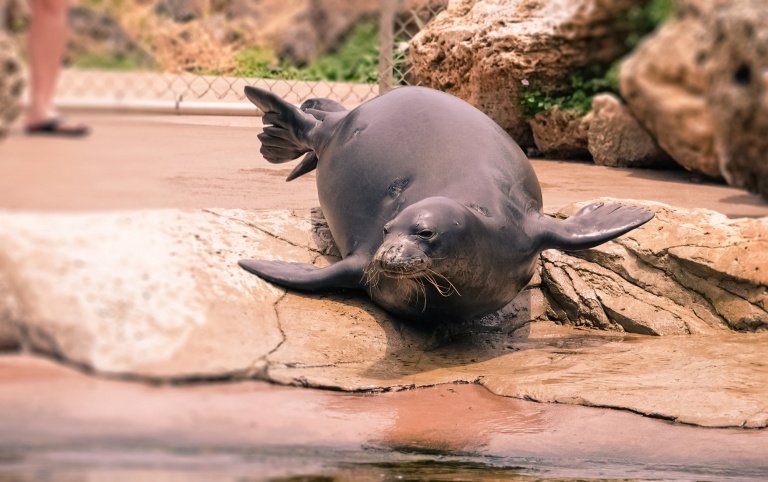 walk through of a sea lion encounter interact with california sea lions sea life park hawaii