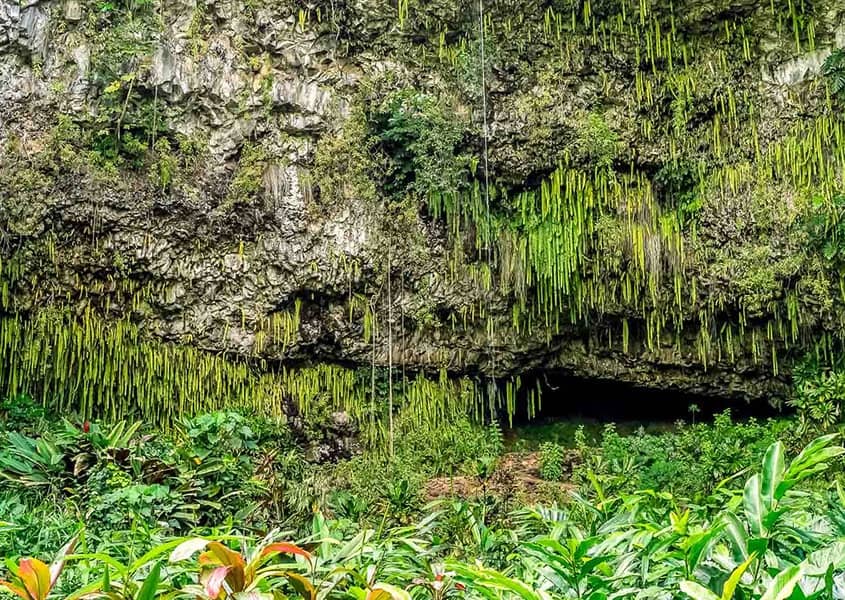 Fern Grotto Waimea River Kauai