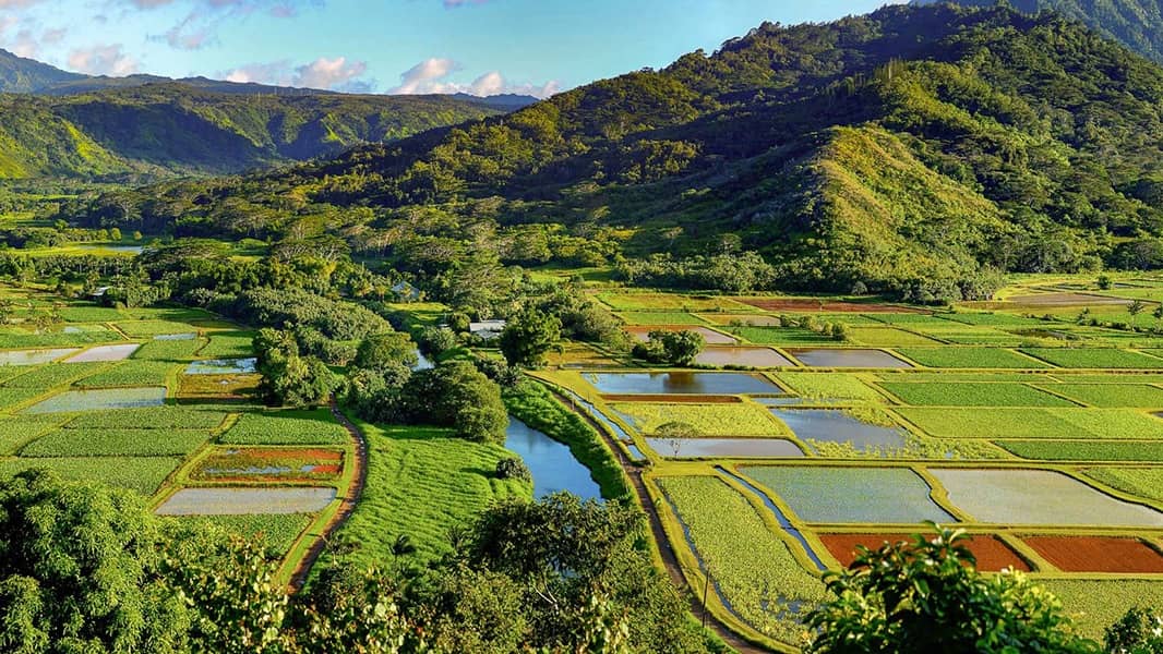 Hanalei Valley Taro Fields River Kauai