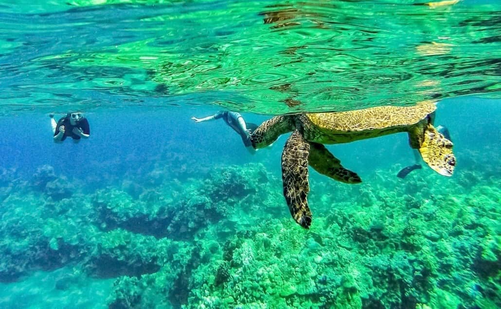 Sea Turtle and Snorkelers