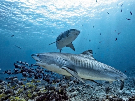Tiger Sharks Underwater Ocean shutterstock