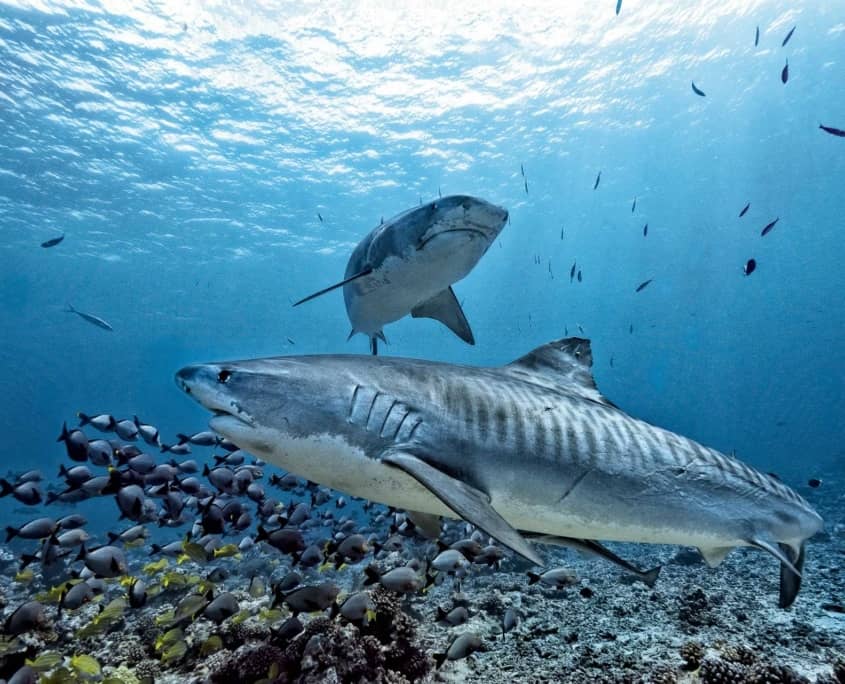 Tiger Sharks Underwater Ocean shutterstock