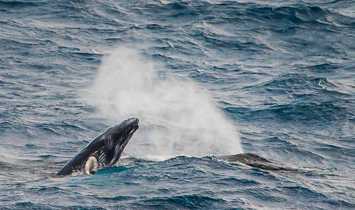 Humpback Whale at East Oahu