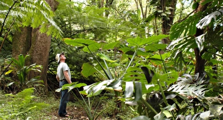 east maui forest hike