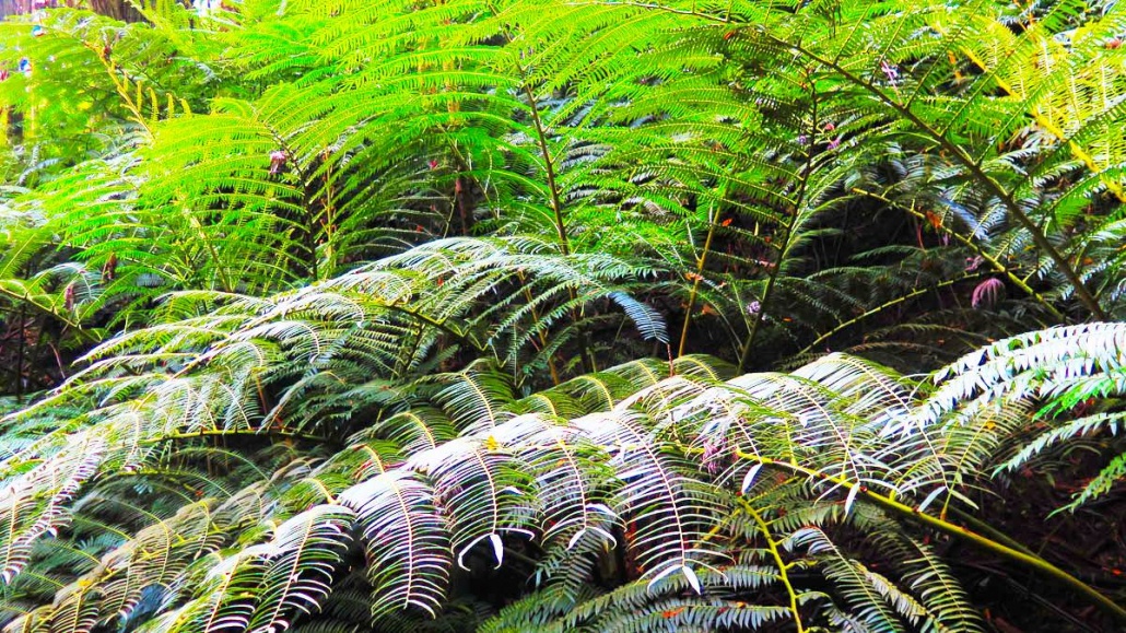 Ko'olau Waterfall Hike | Oahu Hiking Trips | Hawaii Tours & Activities