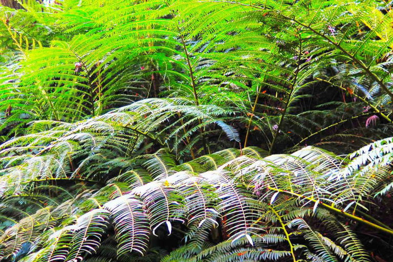 Koolau Waterfall Hike Ferns 