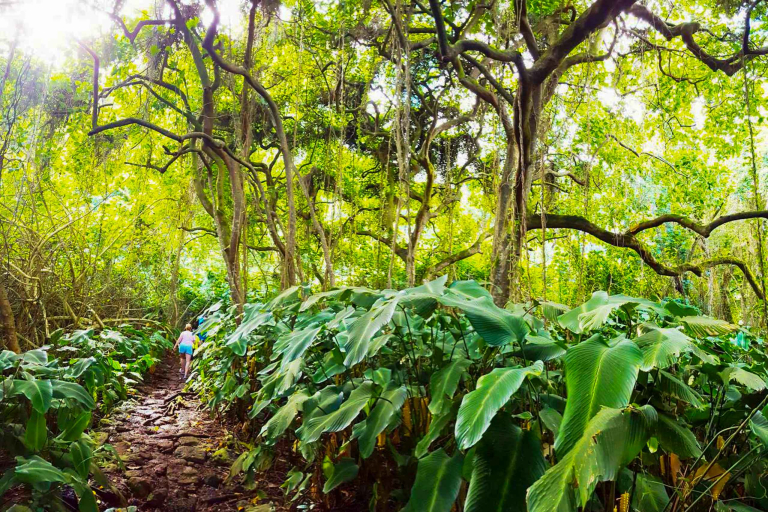 Koolau Waterfall Hike Trail 