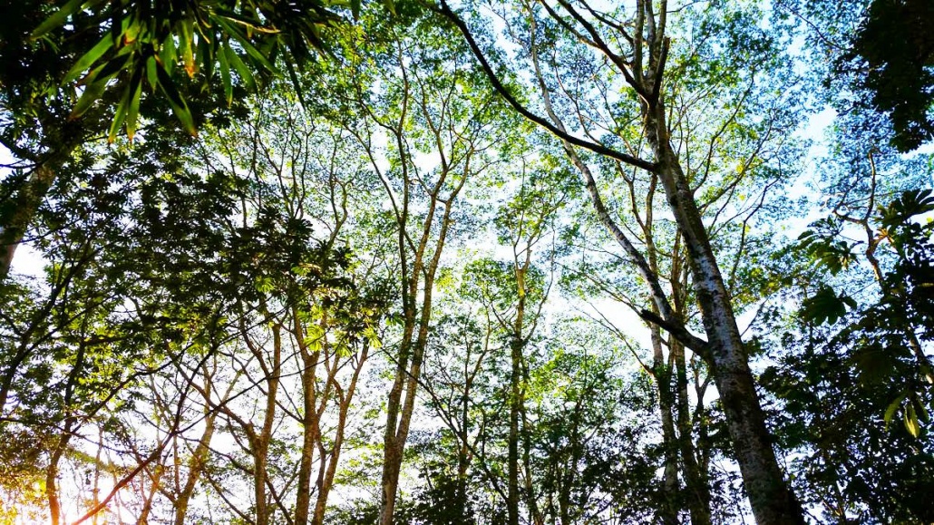 Ko'olau Waterfall Hike | Oahu Hiking Trips | Hawaii Tours & Activities