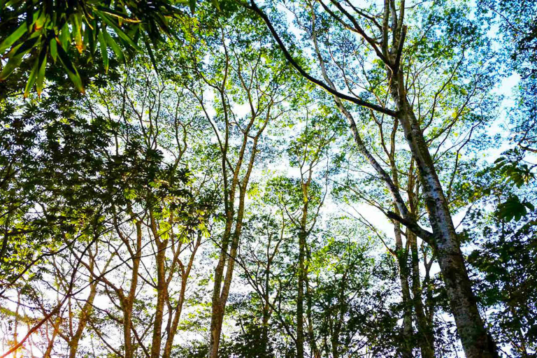 Koolau Waterfall Hike Trees 