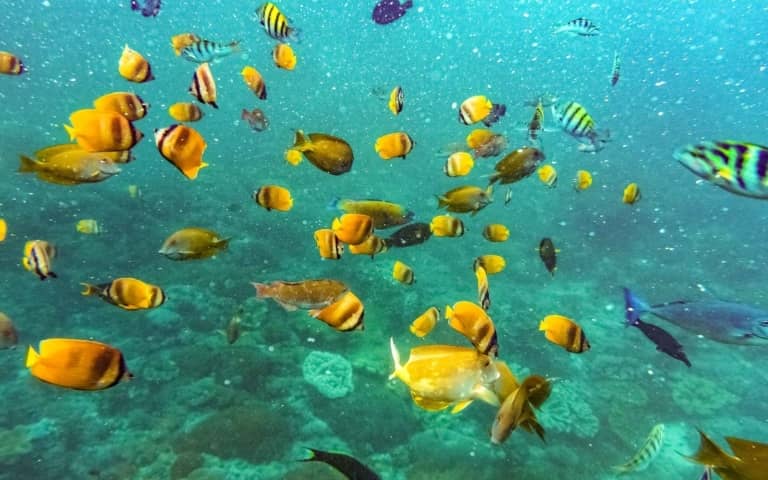 Ocean Reef Fish Underwater shutterstock