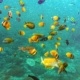 Ocean Reef Fish Underwater shutterstock