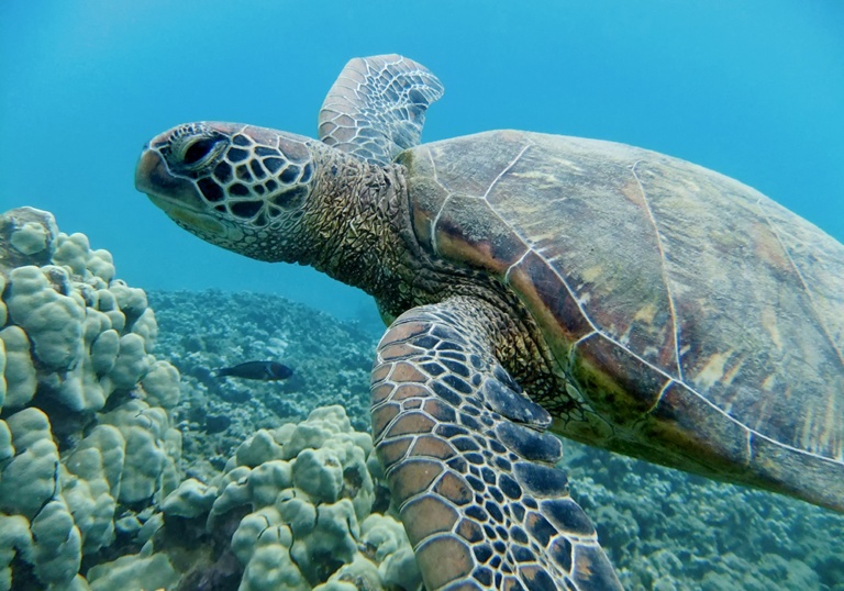 Hawaiian Green Sea Turtle