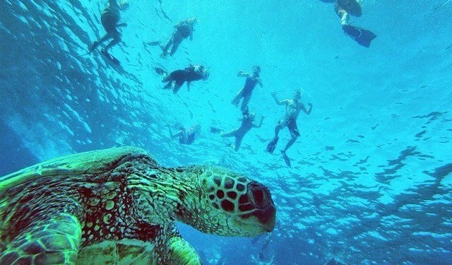 Turtle underwater edited
