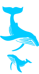 whale watching tours icon