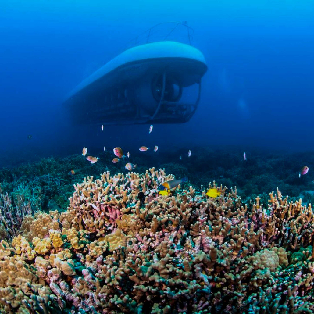 Atlantis Adventure Maui Undersea Submarine Adventure Submarine Coral