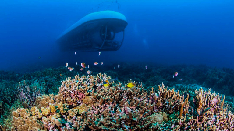 atlantis adventure maui undersea submarine adventure submarine coral product 